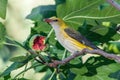 Female golden oriole feeding on fig fruit. Royalty Free Stock Photo