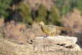 Female golden pheasant