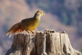 Female golden pheasant