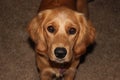 Golden Retriever Portrait Shots