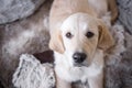 Female golden retriever puppy dog with innocent look in eyes