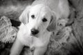 Female golden retriever puppy dog with innocent look in eyes