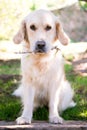 Female golden retriever with stick in her mouth