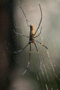 Female giant golden silk orb-weaver spider Nephila pilipes on web showing underside