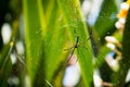 Female Golden Web Spider, Bali Royalty Free Stock Photo