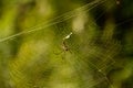 Female Golden Web Spider Nephila pilipes Royalty Free Stock Photo