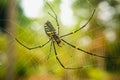 Female Golden Web Spider Royalty Free Stock Photo