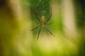 Female Golden Web Spider Royalty Free Stock Photo