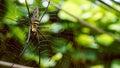Female Golden Web Spider Nephila pilipes Royalty Free Stock Photo