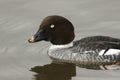 A female Goldeneye, Bucephala clangula,swimming on a pond at Slimbridge wetland wildlife reserve. Royalty Free Stock Photo