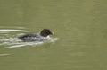 A magnificent female Goldeneye, Bucephala clangula, swimming on a river. Royalty Free Stock Photo