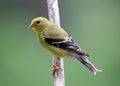 Female Goldfinch Royalty Free Stock Photo