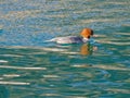 Female Goosander duck swimming in green lake in Austria, Europe