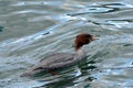 The fenale merganser and the fish tail Royalty Free Stock Photo