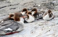 Female goosander (mergus merganser) and ducklings Royalty Free Stock Photo