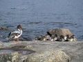 Female goosander Mergus merganser family with chicks on a sunny summer day on a river bank on a rock Royalty Free Stock Photo