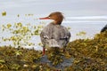 Female goosander on seaweed covered rock