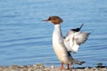 Female Goosander Royalty Free Stock Photo