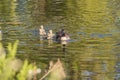 Female Goose with Goslings