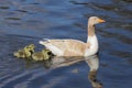 A female goose with goslings swimming on a lake