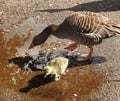 Female goose with her cute gosling in puddle with small peddles in background.