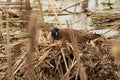 Female goose nesting