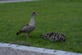 Female goose in a park with her younglings