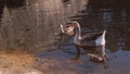 Female goose with two young goslings, swimming on river in summer. Greylag goose.