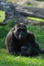 Female gorilla