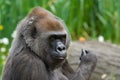 Female Gorilla