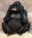 Female gorilla