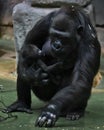 Female gorilla with a baby cub in her hands picks up food from the floor