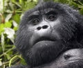 Female gorilla from the Businaye group in the Bwindi Impenetrable Forest Nat. Park - Uganda