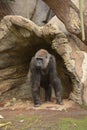 Female Gorilla