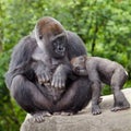 Female gorilla caring for young