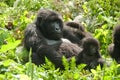 Female Gorilla with infant