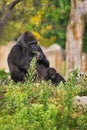 Female gorilla with kid Royalty Free Stock Photo