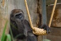 Female Gorilla looking sad