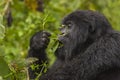 Female Gorilla Portrait Royalty Free Stock Photo