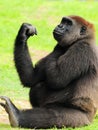 Female Gorilla Posing Royalty Free Stock Photo