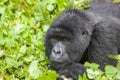 Female Gorilla in Rwanda Royalty Free Stock Photo