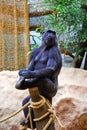 Female gorilla Royalty Free Stock Photo