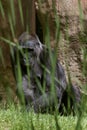 Female gorilla in ZOO, the most dangerous and biggest monkey .