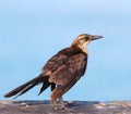 Female grackle Royalty Free Stock Photo