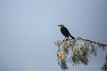Female grackle looking left on a russian olive branch Royalty Free Stock Photo