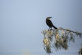 Female grackle looking right on a russian olive branch Royalty Free Stock Photo