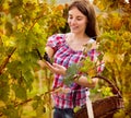 Female grape picker Royalty Free Stock Photo