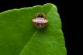 Female Grass jewel spider, Cyrtarachne ixoides, Satara Royalty Free Stock Photo