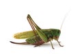 Female grasshopper