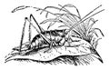 Female Grasshopper vintage illustration Royalty Free Stock Photo